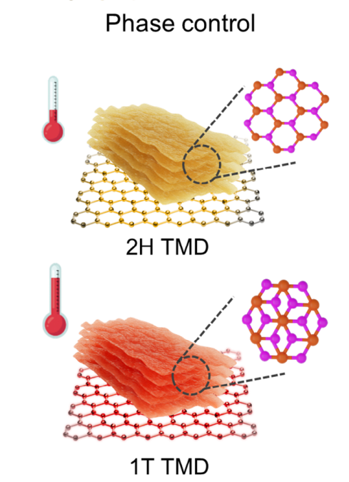 Advanced Materials 2025 Figure 1b showing 2H and metastable 1T transition-metal dichalcogenide phases